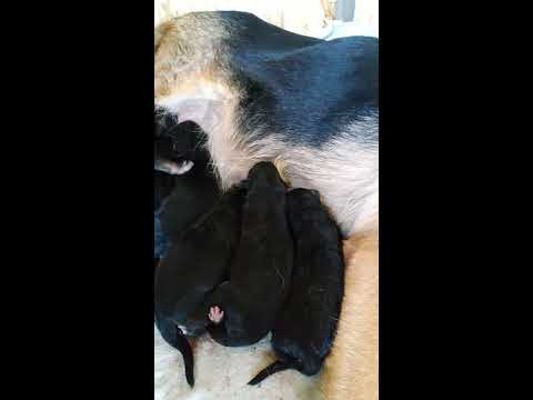German Shepherd puppies for 3 days- გერმანული ნაგაზის 3 დღის ლეკვები